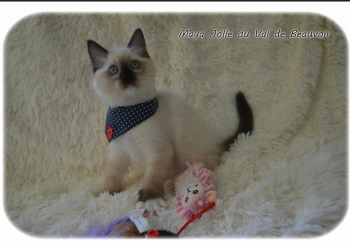 femelle seal mitted n°2 - Chatterie Ragdolls du Val de Beauvoir